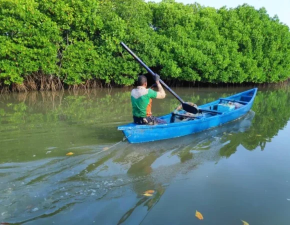 Mangrove Forest Mid-Morning Boating